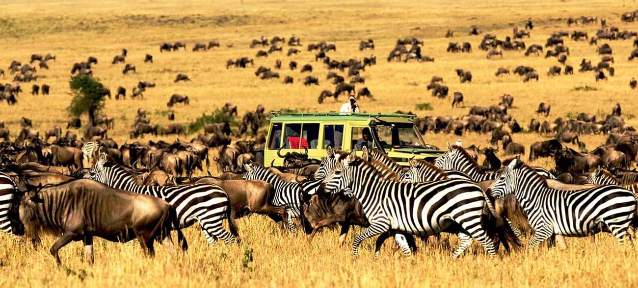 Holidays in Zanzibar and safari in the best National Parks of Tanzania