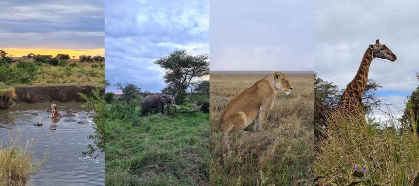 Відпочинок на Занзібарі та сафарі по найкращим Національним паркам Танзанії