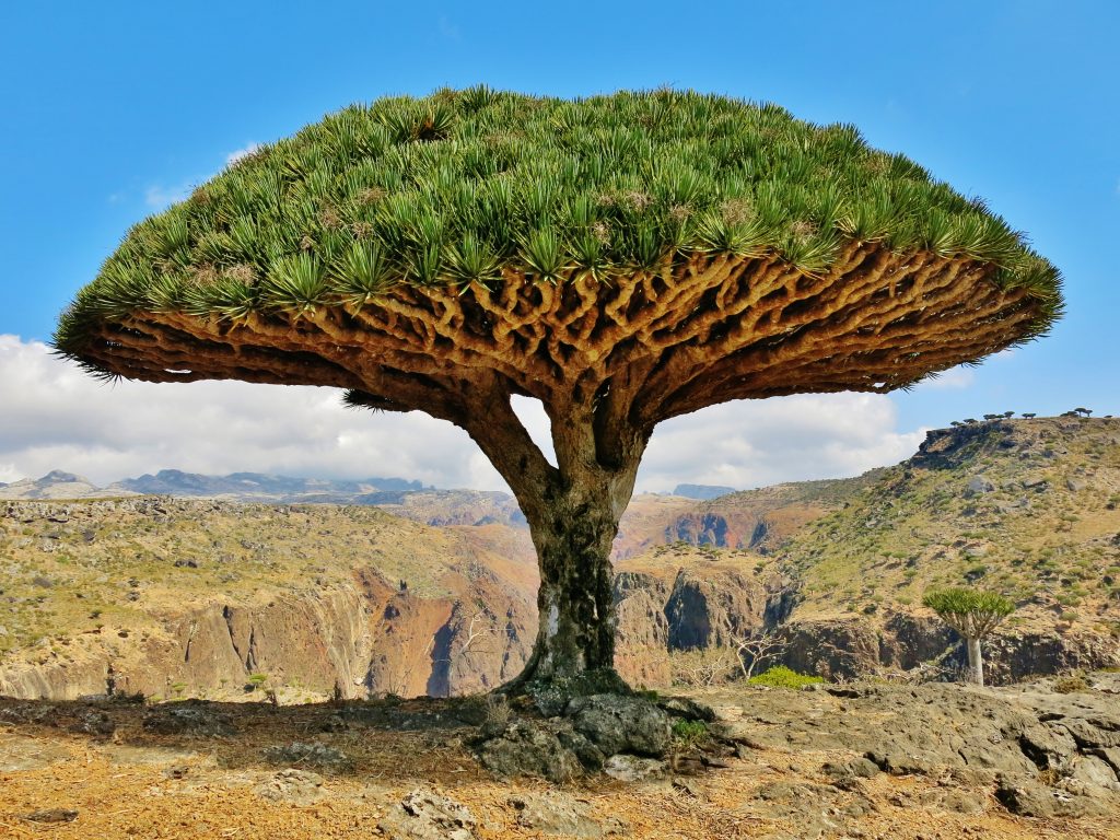 Острів Сокотра (Ємен)