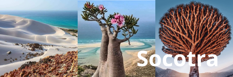 Socotra Calypso