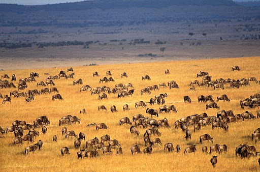 Гранд сафари в Кении