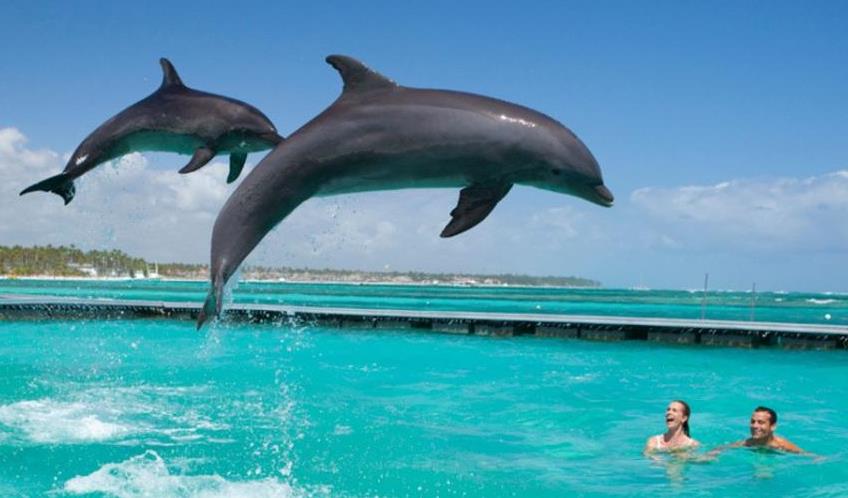 Фантастическая прогулка с дельфинами на о. Маврикий